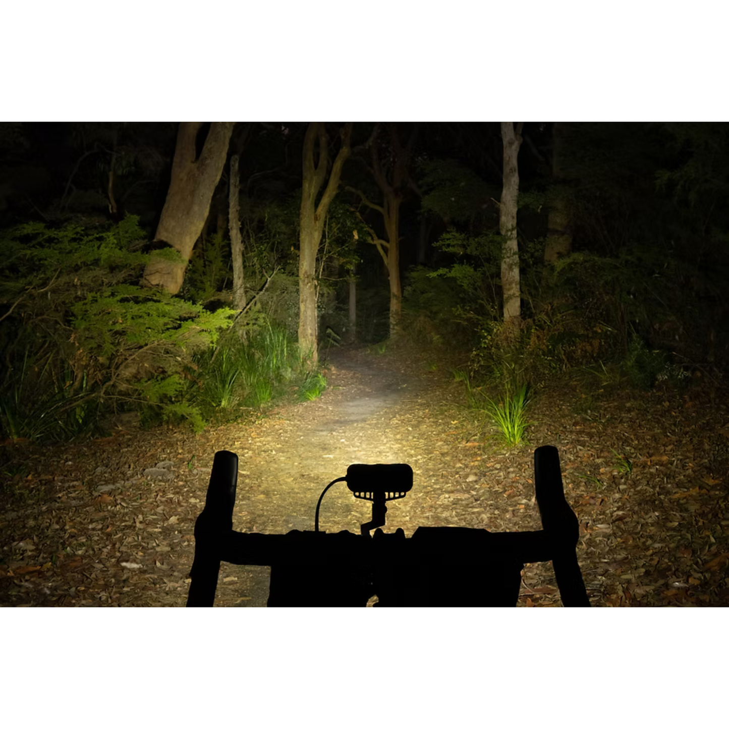 Bicycle headlight illuminating a dark forest path